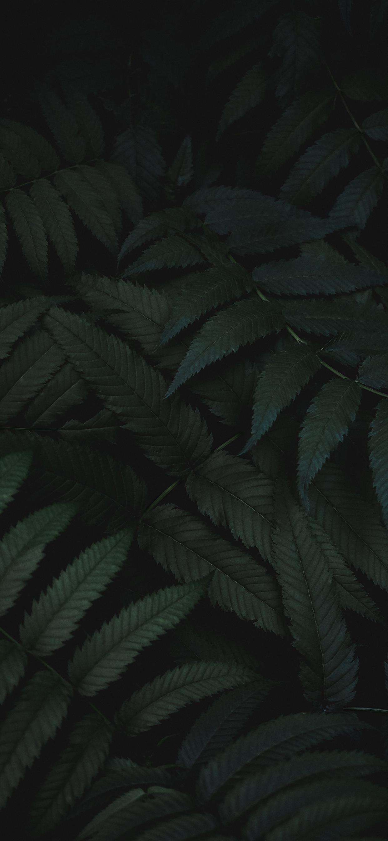 Черный Папоротник Обои - HD Wallpaper 