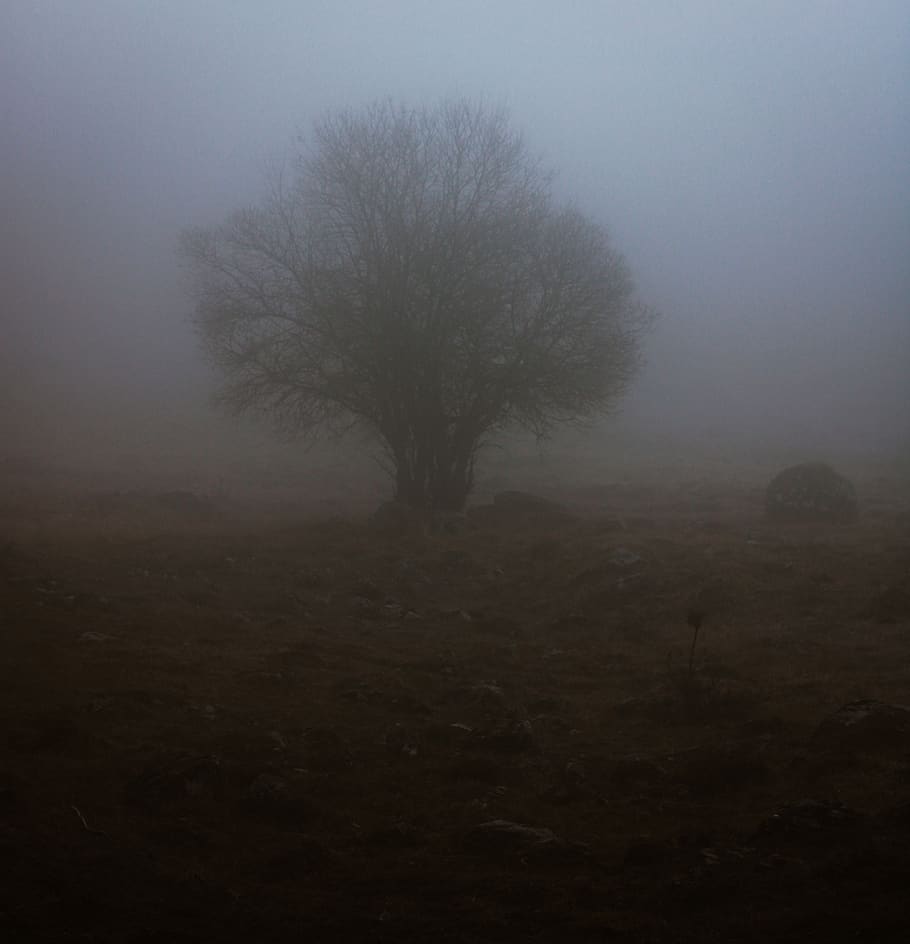 Tree, Fog, Mist, Countryside, Creepy, Mysterious, Paranormal, - Mist - HD Wallpaper 