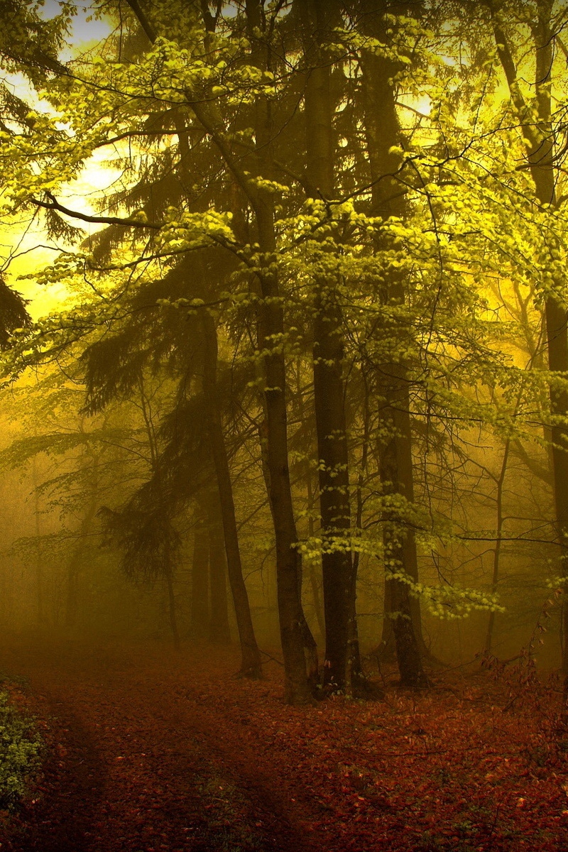 Wallpaper Wood, Track, Haze, Fog, Trees, Young Growth, - Wallpaper - HD Wallpaper 