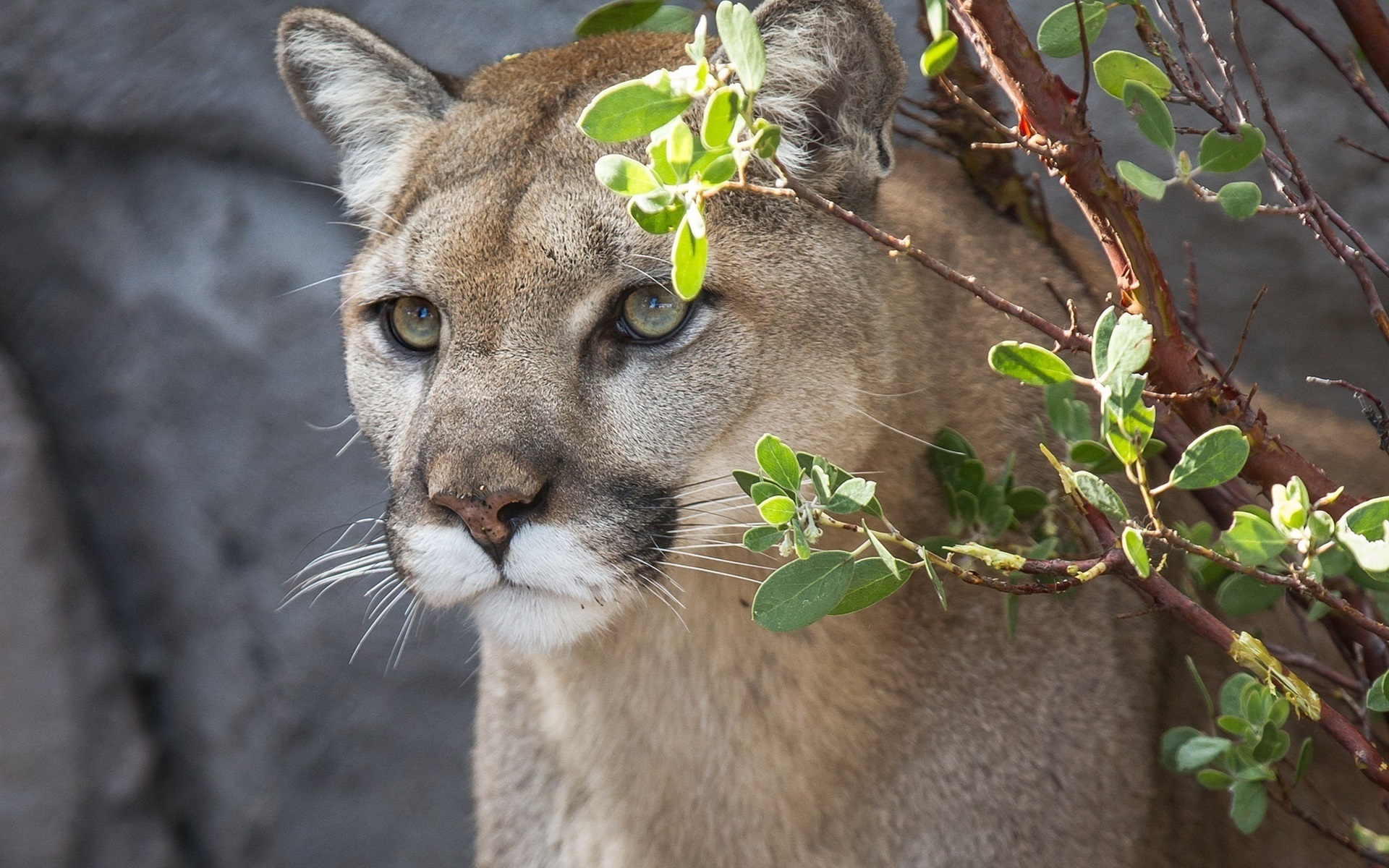Wallpaper Cougar, Mountain Lion, Wild Cat, Face, Twigs - Cougar - HD Wallpaper 