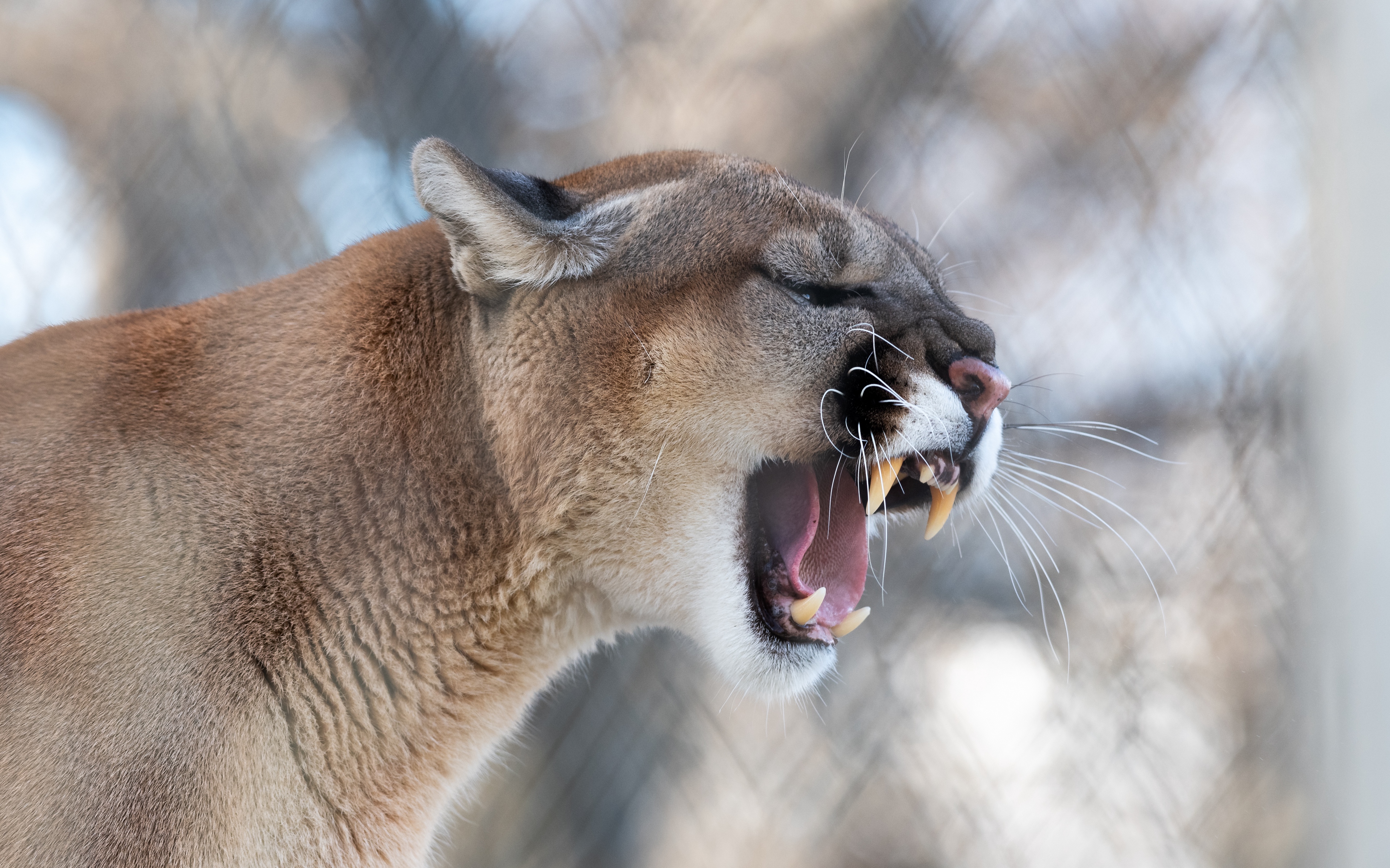 Wallpaper Cougar, Grin, Roar, Predator, Fangs, Wildlife - Roar Cougar - HD Wallpaper 