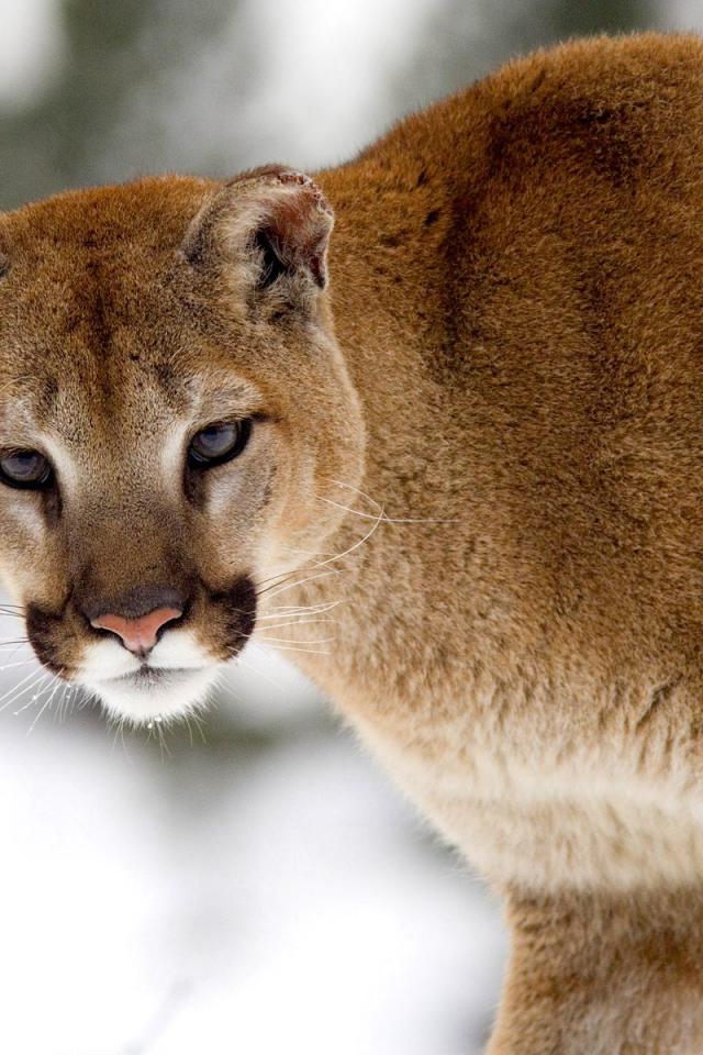 Cougar In Winter - Mountain Lions In Montana - HD Wallpaper 