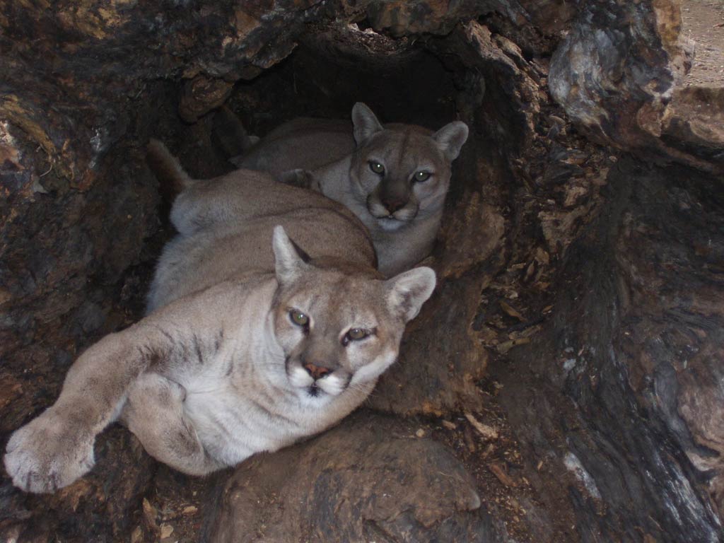 Free Eastern Cougar Wallpaper Wallpapers And Background - Cougars - HD Wallpaper 