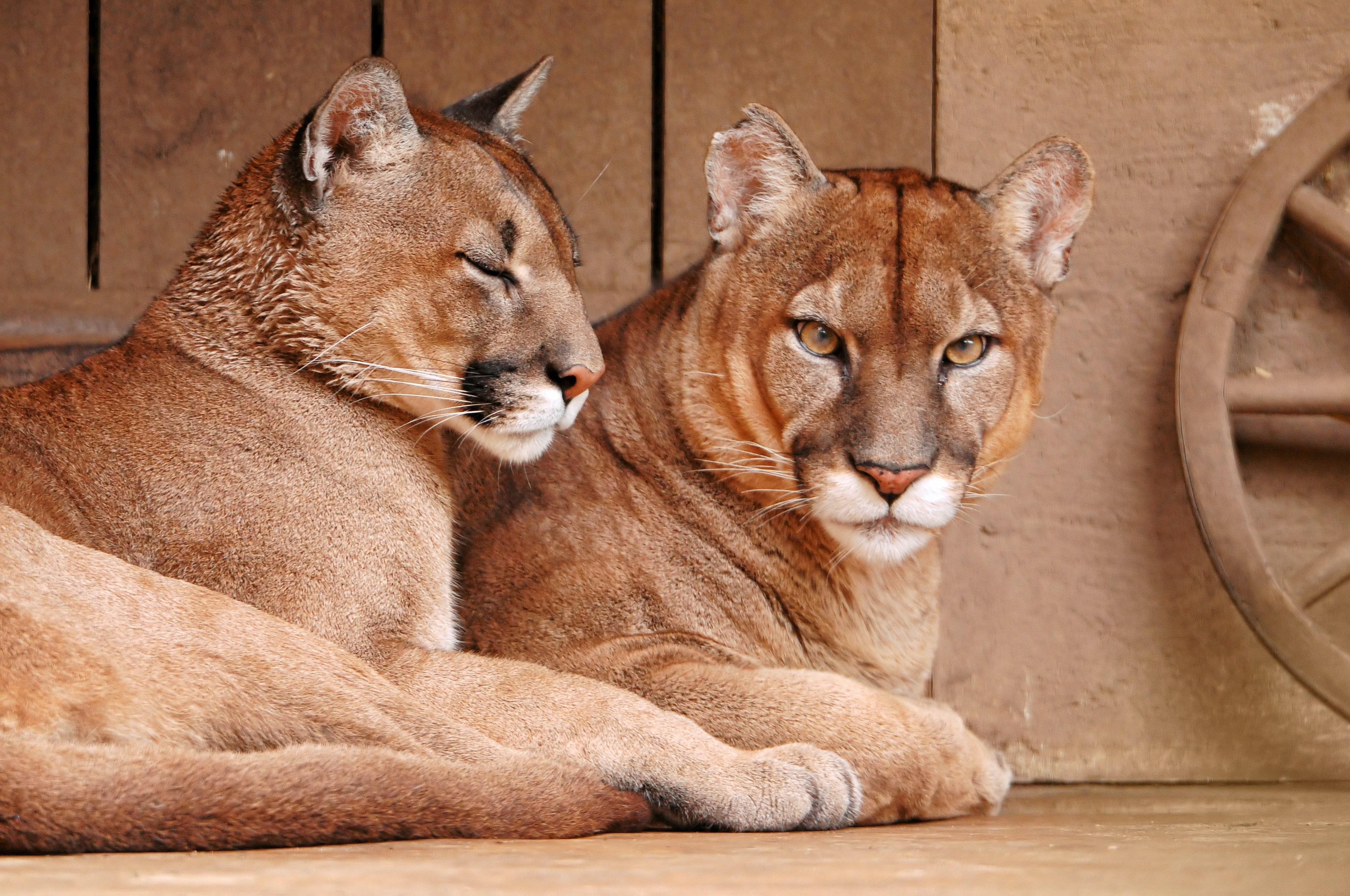 Mountain Lion Couple - HD Wallpaper 