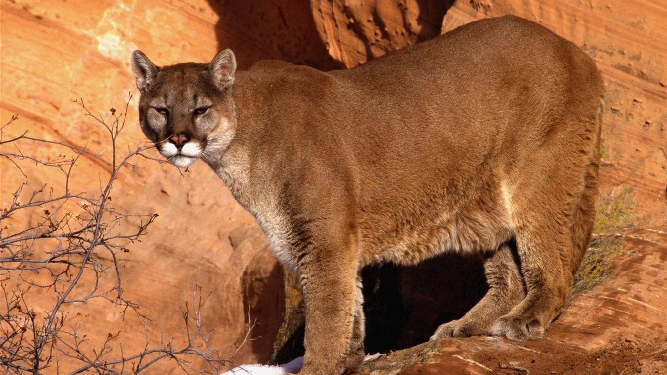 Walk In The Mountain Cougar-nature Wild Animals Featured - Mountain Lion Reddish - HD Wallpaper 