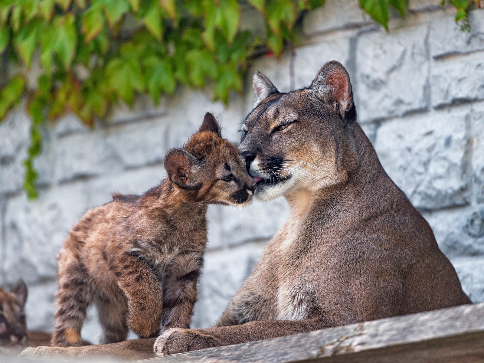 Puma Y Sus Cachorros - HD Wallpaper 