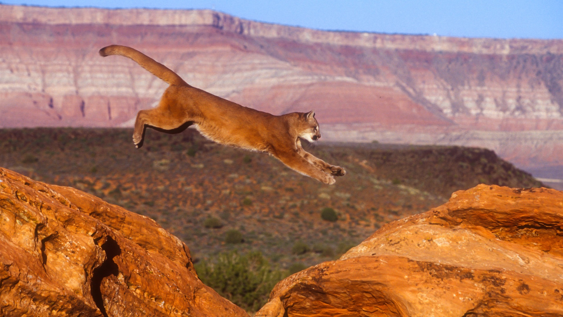 Mountain Lion 4k - HD Wallpaper 
