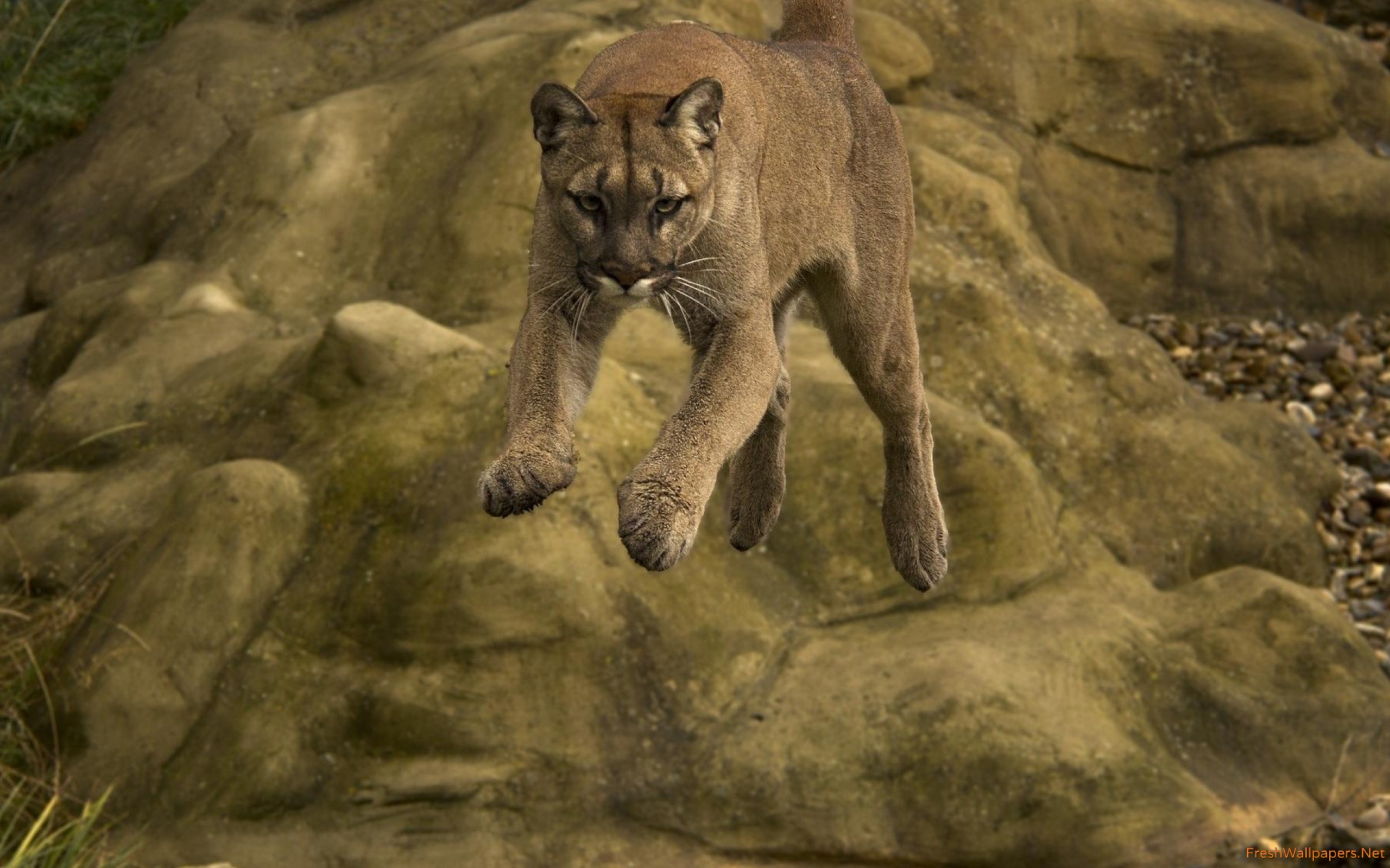 Cougar - 2560x1600 Wallpaper - teahub.io