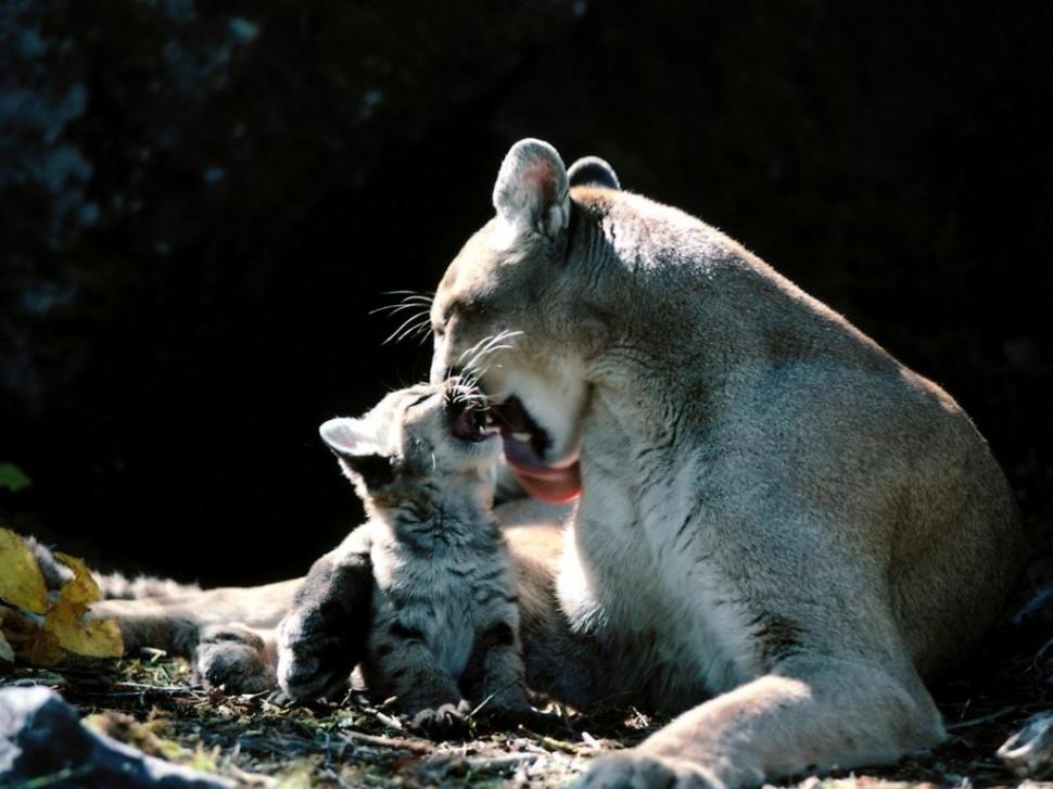 Cougar And Cub Animals Cougar Puma Hd Wallpaper,animals - Cougar And Cub - HD Wallpaper 