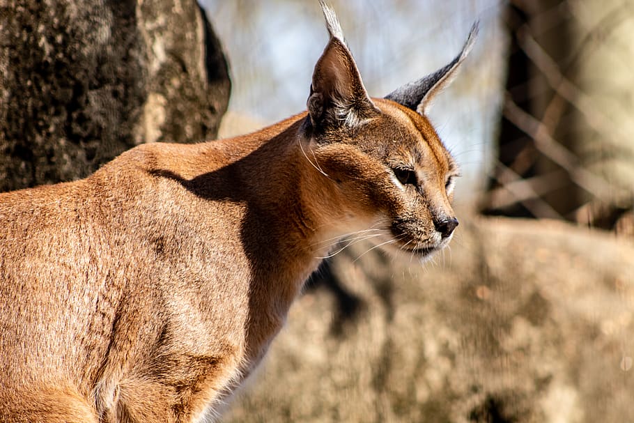 Brown Coated Cat, Memphis Zoo, Animal, Wildlife, Mammal, - Deer - HD Wallpaper 