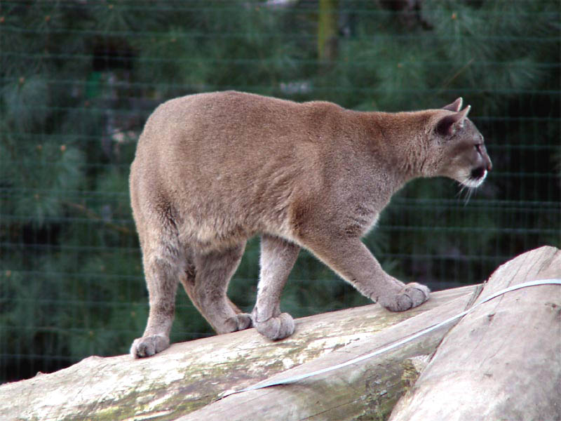 Cougar - HD Wallpaper 