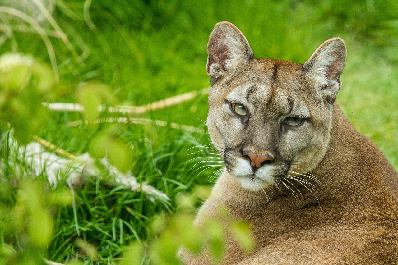 Cougar - HD Wallpaper 