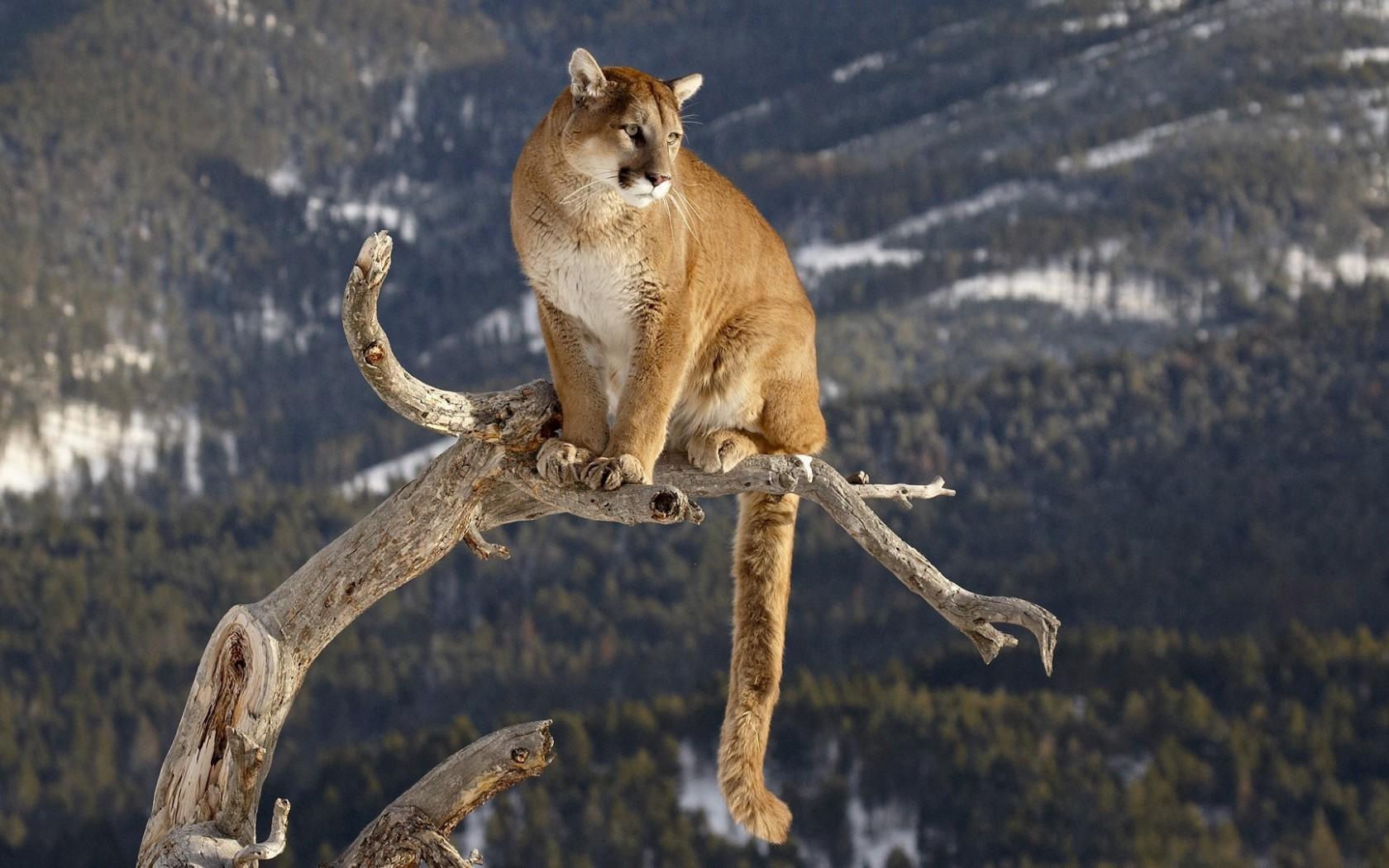 Mountain Lion Puma Cougar Panther Catamount - Cool Pictures Of Mountain Lion - HD Wallpaper 