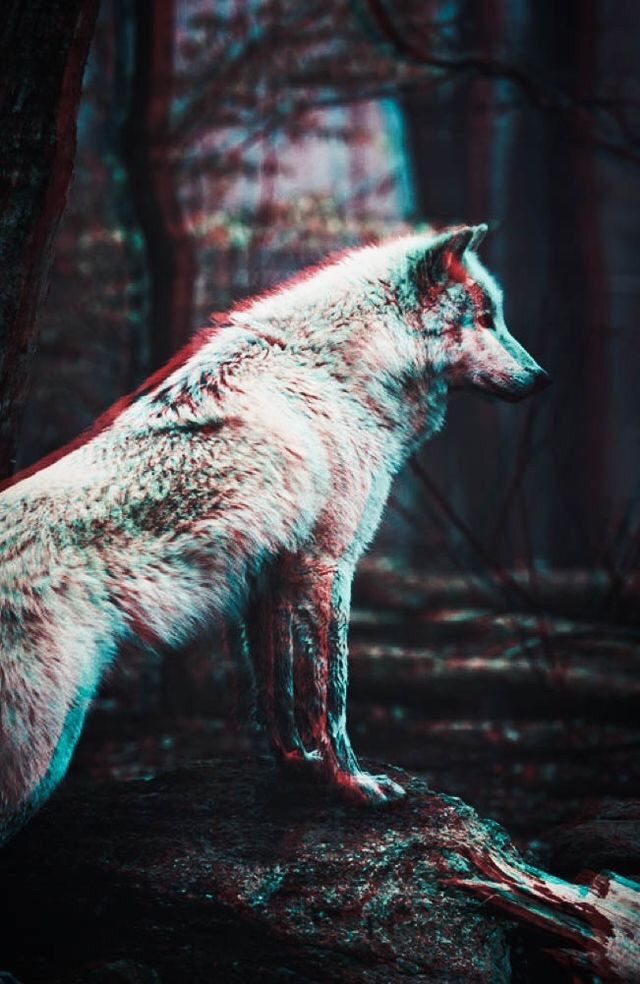 3d, Background, Cool - Wolf Background Iphone 5 - HD Wallpaper 