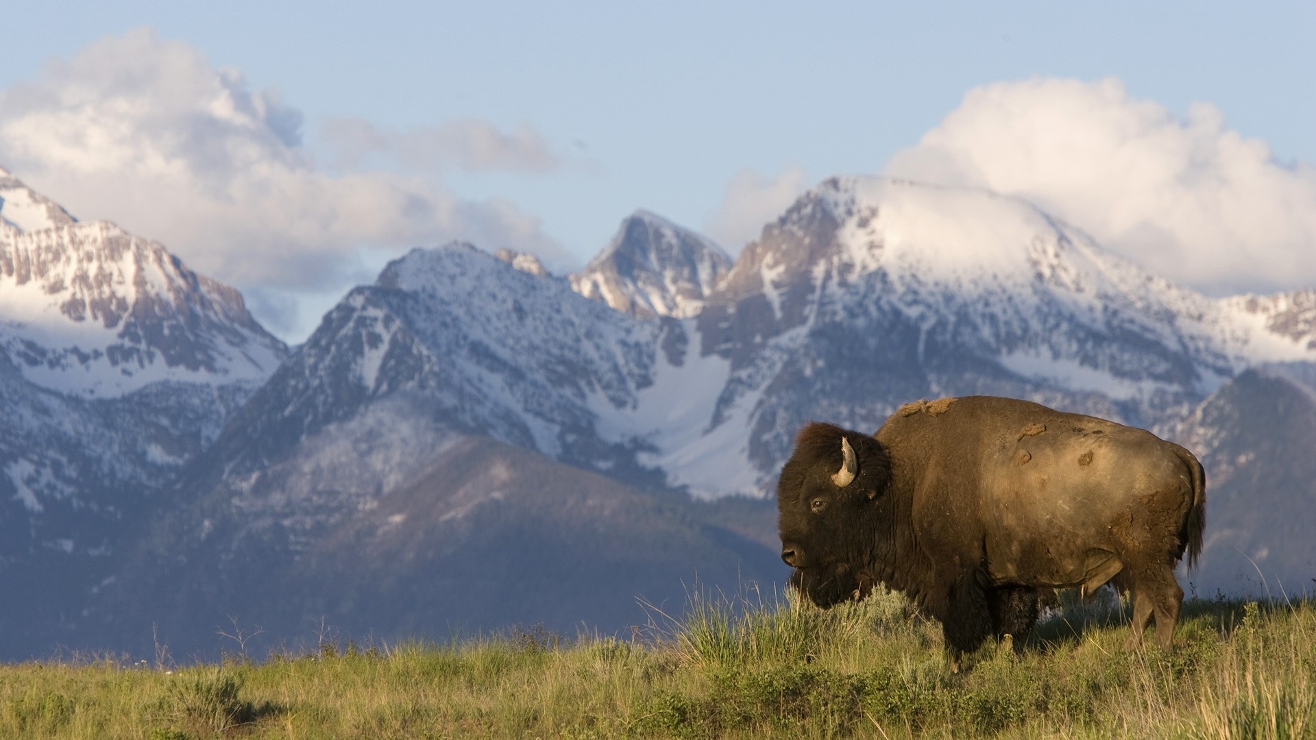 Bison Wallpaper Hd - HD Wallpaper 
