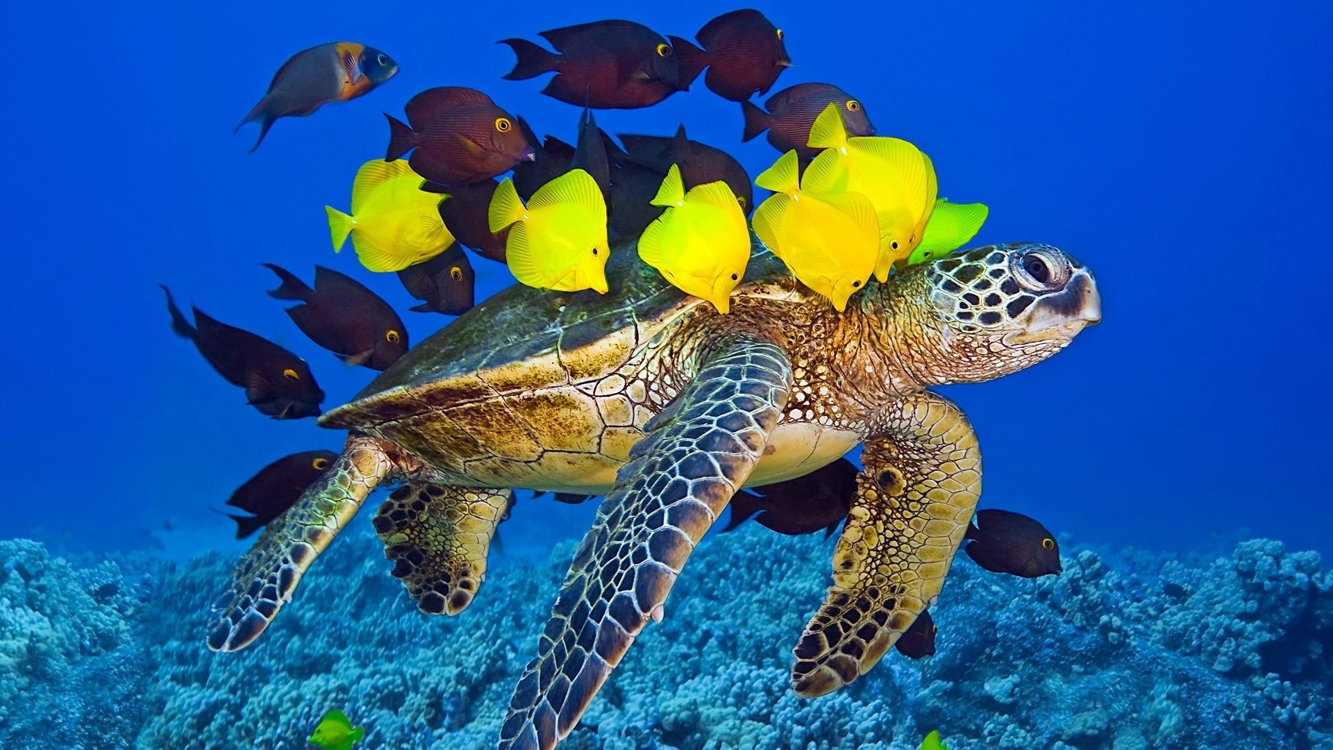 Wallpaper Turtle Escort Fish Underwater - Sea Turtle Fish - HD Wallpaper 