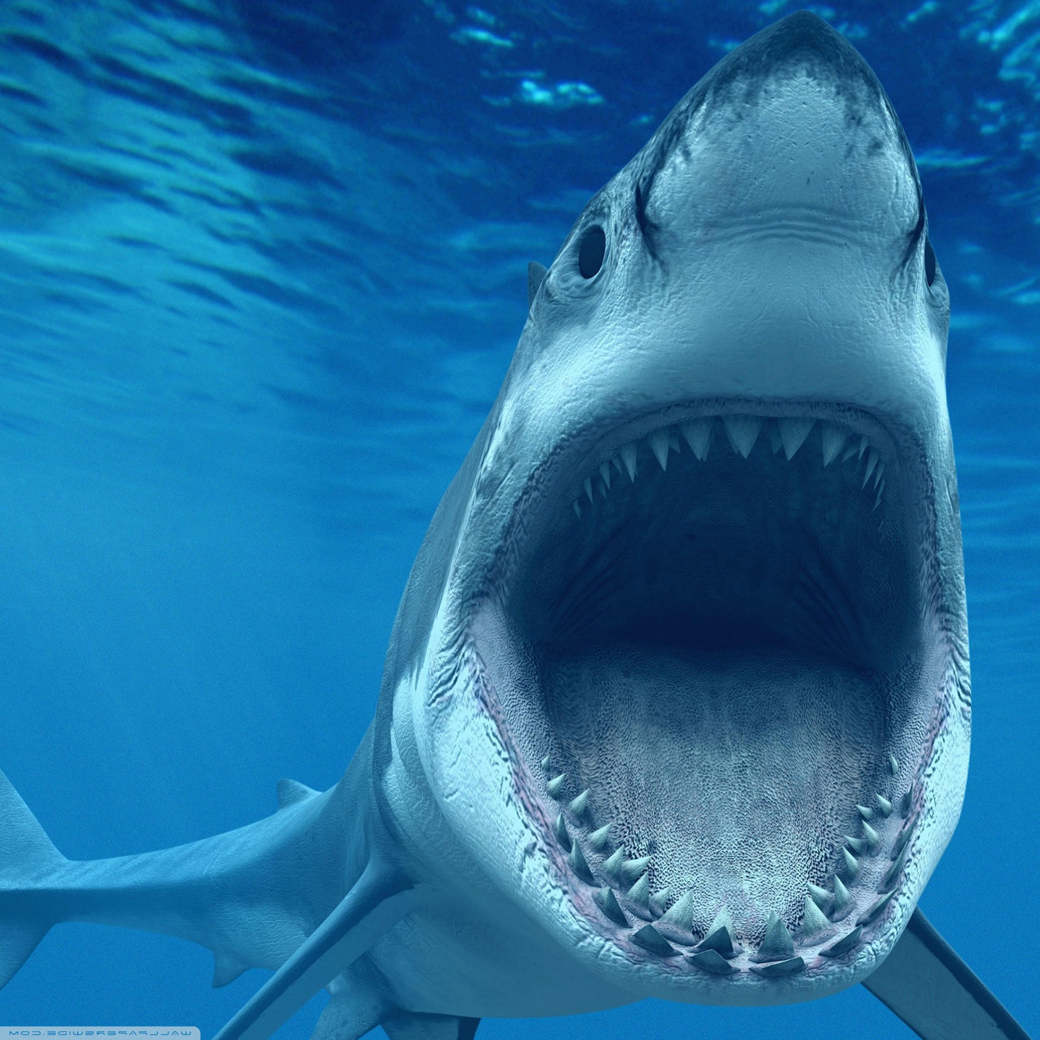 Shark Attack - HD Wallpaper 