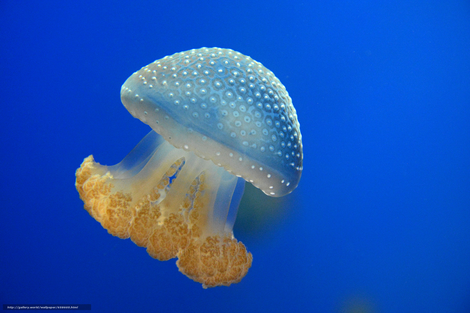 Download Wallpaper Jellyfish, Jellyfish, Underwater - Phyllorhiza Punctata - HD Wallpaper 