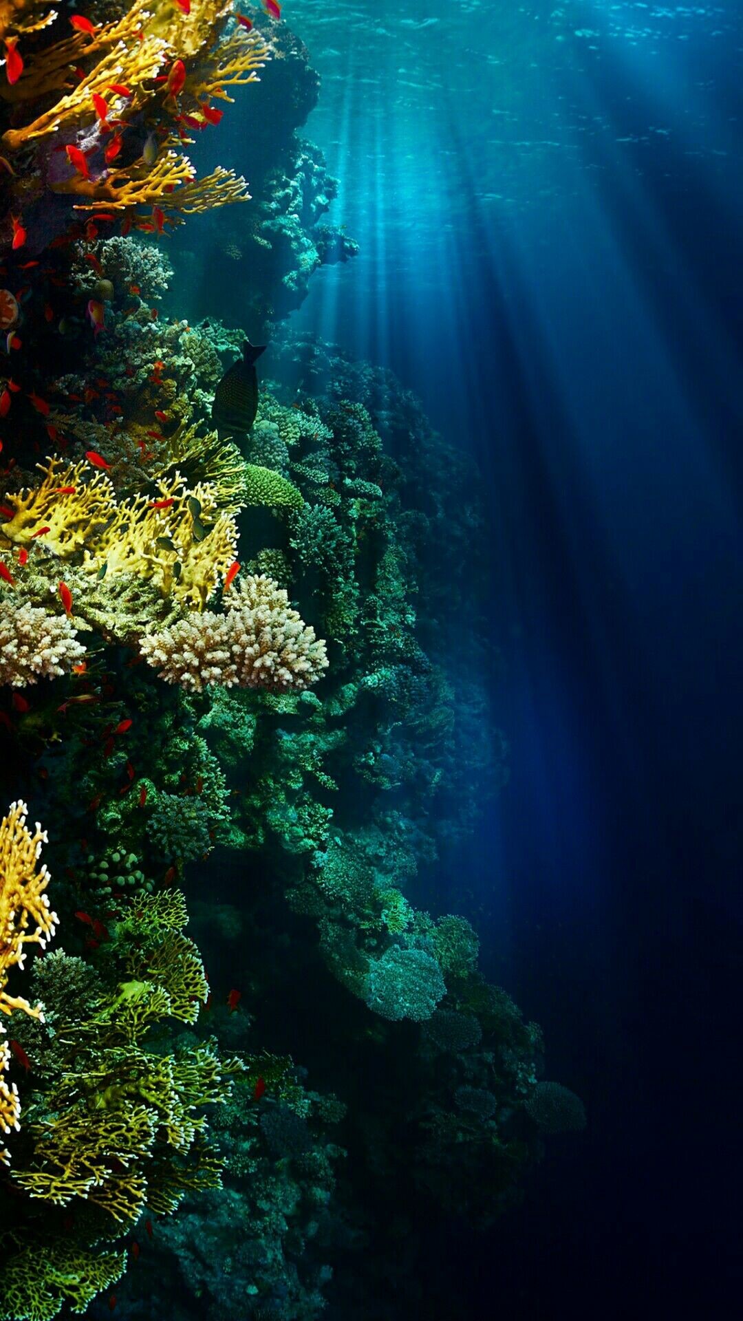 Underwater Wallpaper 
 Data-src /w/full/8/3/8/444086 - Hd Wallpaper S8 - HD Wallpaper 
