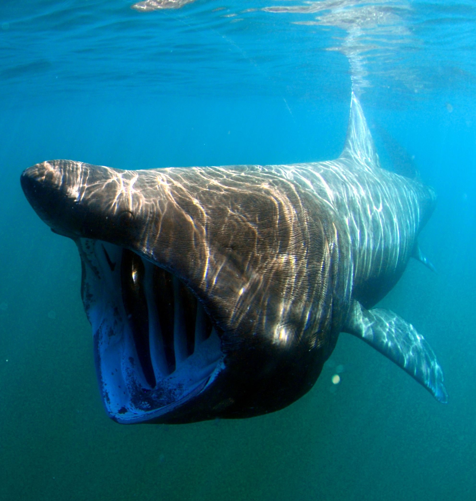 Basking Shark Hd Desktop Wallpaper - Basking Shark - HD Wallpaper 