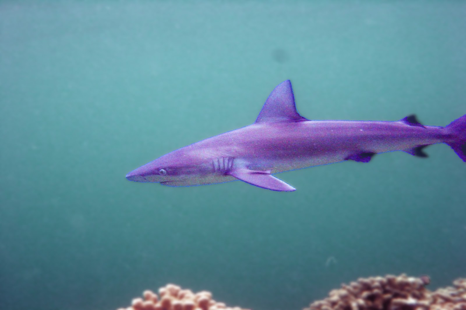 Galapagos Shark Desktop Wallpaper - Grey Reef Shark - HD Wallpaper 