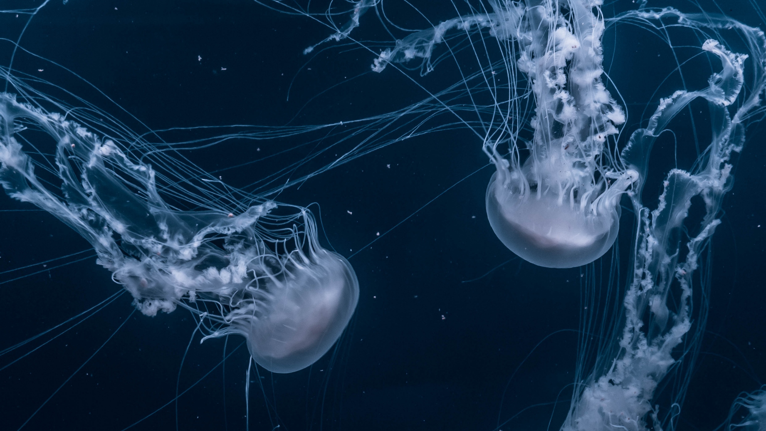 Jellyfish Underwater 2560x1440 Wallpaper teahub.io