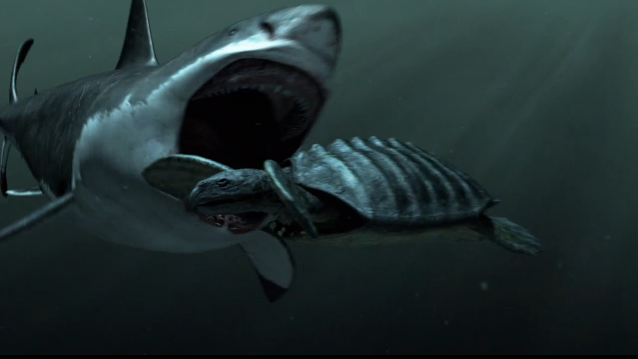 Megalodon Shark Sightings Hd Desktop Wallpaper 
 Data-src - Hd Wallpaper Megalodon - HD Wallpaper 