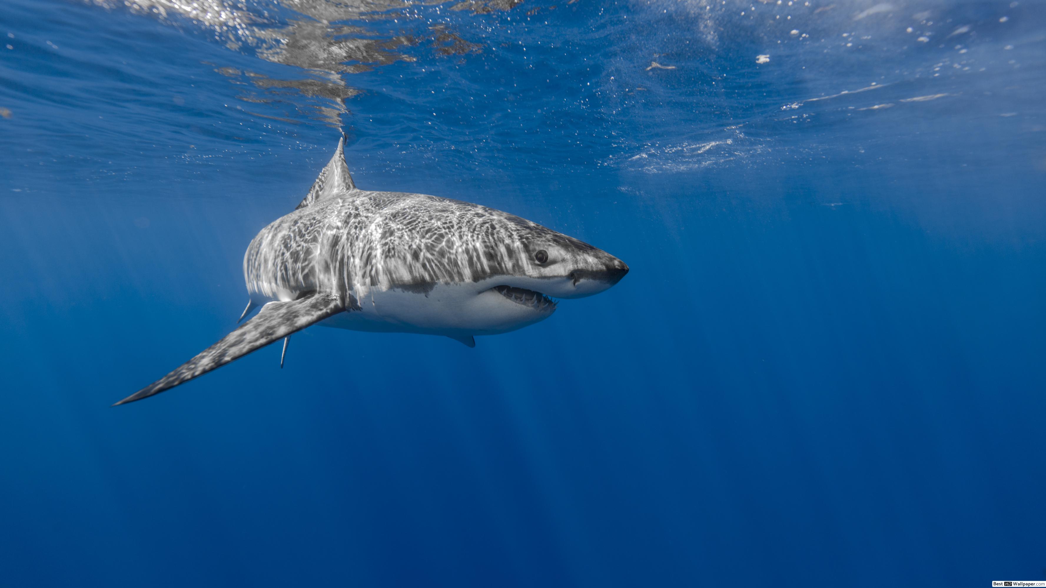 Sharks - HD Wallpaper 