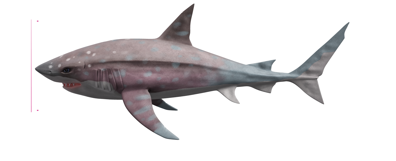 Megalodon Portable Network Graphics Tiger Shark Desktop - Deep Megalodon - HD Wallpaper 