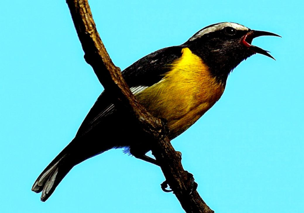 Jamaica State Bird Hd Wallpapers Hd Wallpapers Desktop - Red Winged Blackbird - HD Wallpaper 