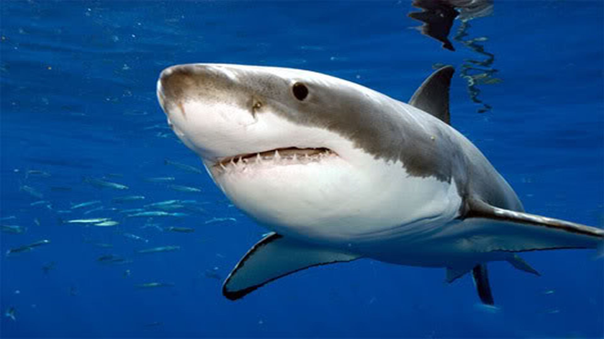 Animal Great White Shark Desktop Wallpaper 1920×1080 - Great White Shark - HD Wallpaper 