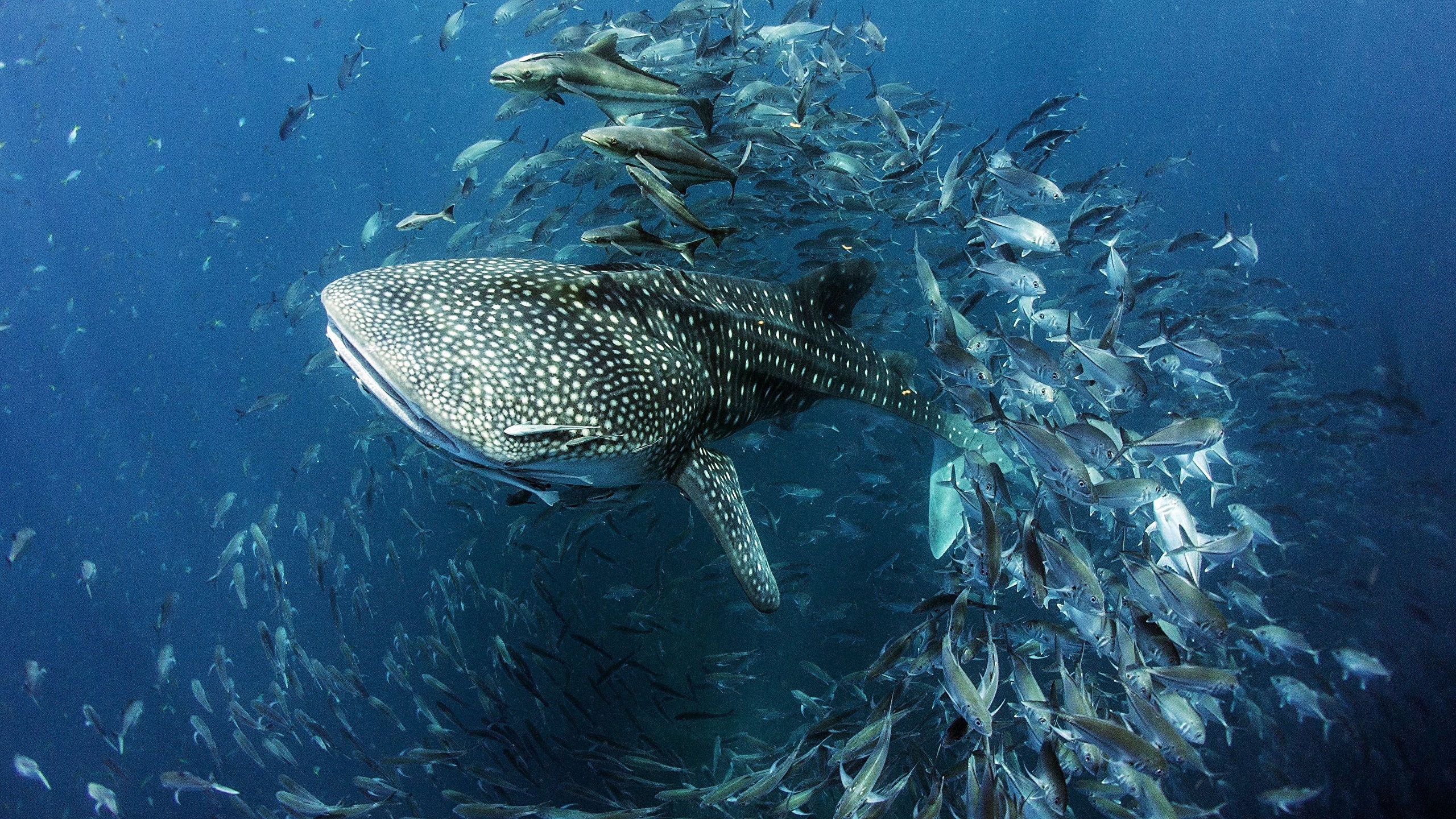 Whale Shark Photography - HD Wallpaper 