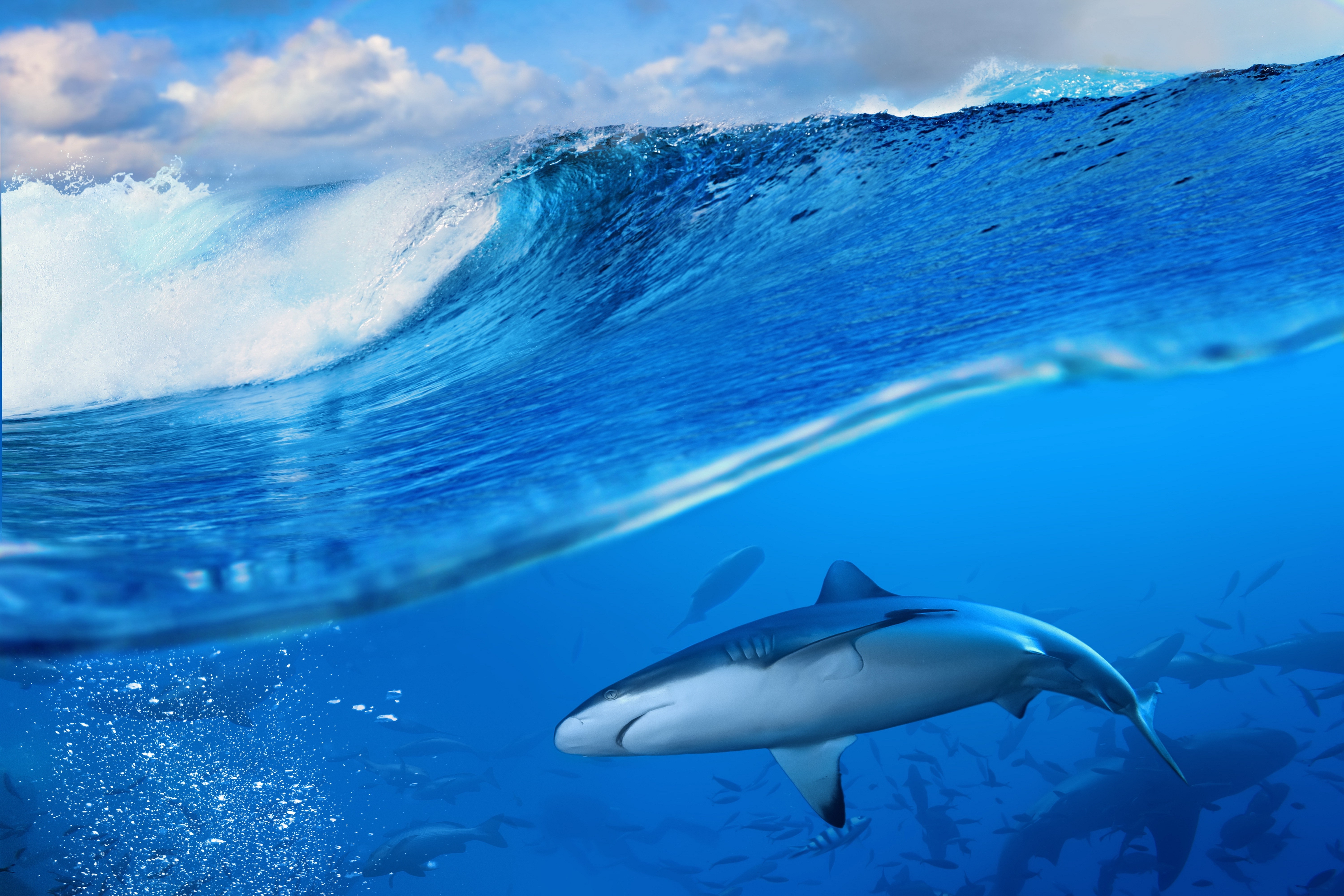 Ocean Shark Wallpaper Hd - HD Wallpaper 