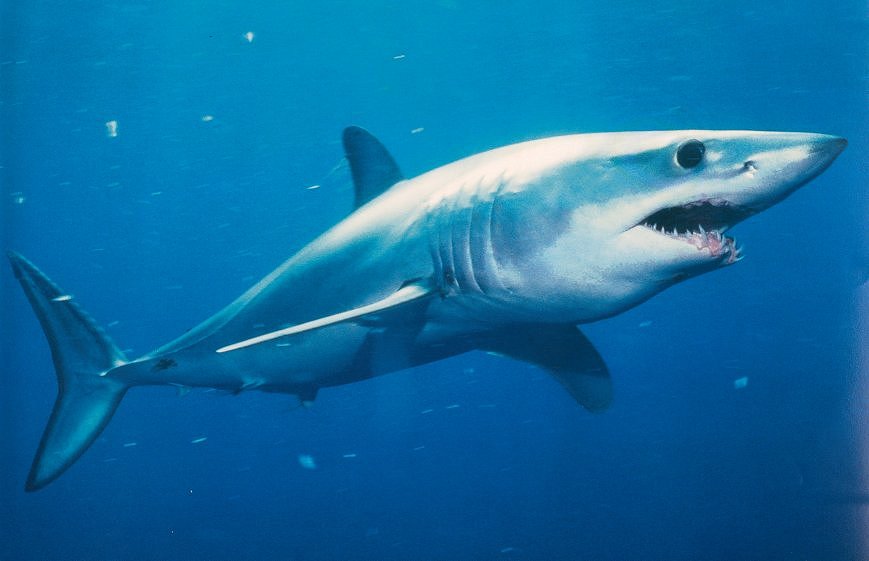 Mako Shark - HD Wallpaper 