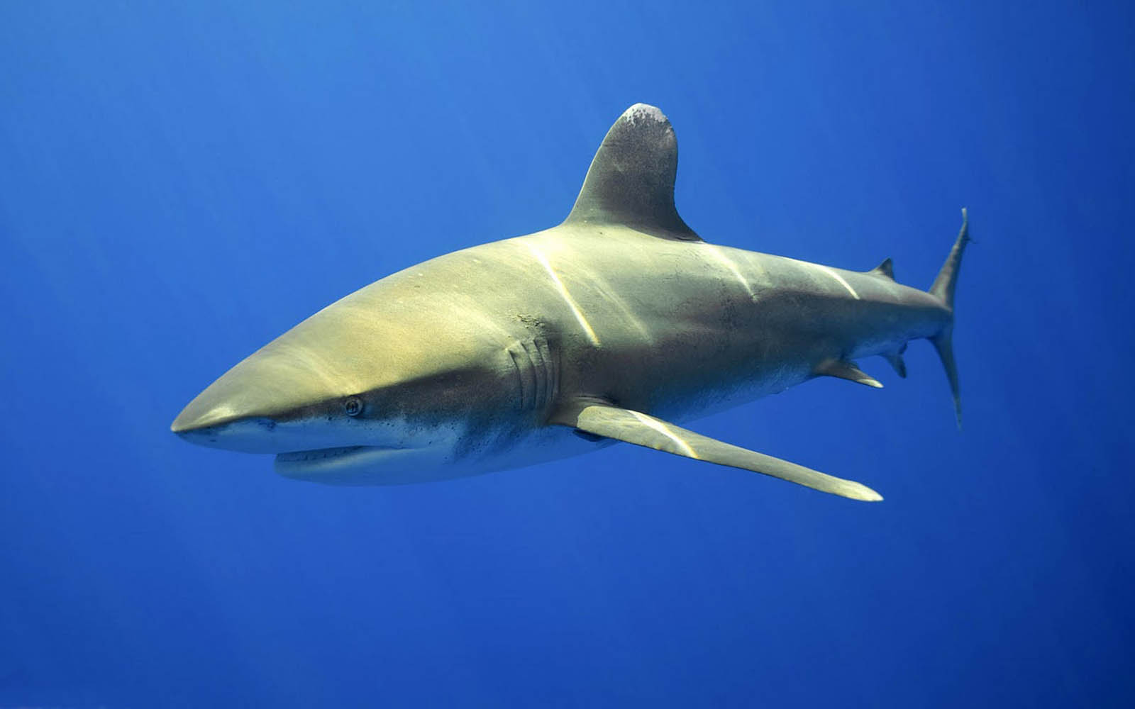 Tiger Sharks - HD Wallpaper 