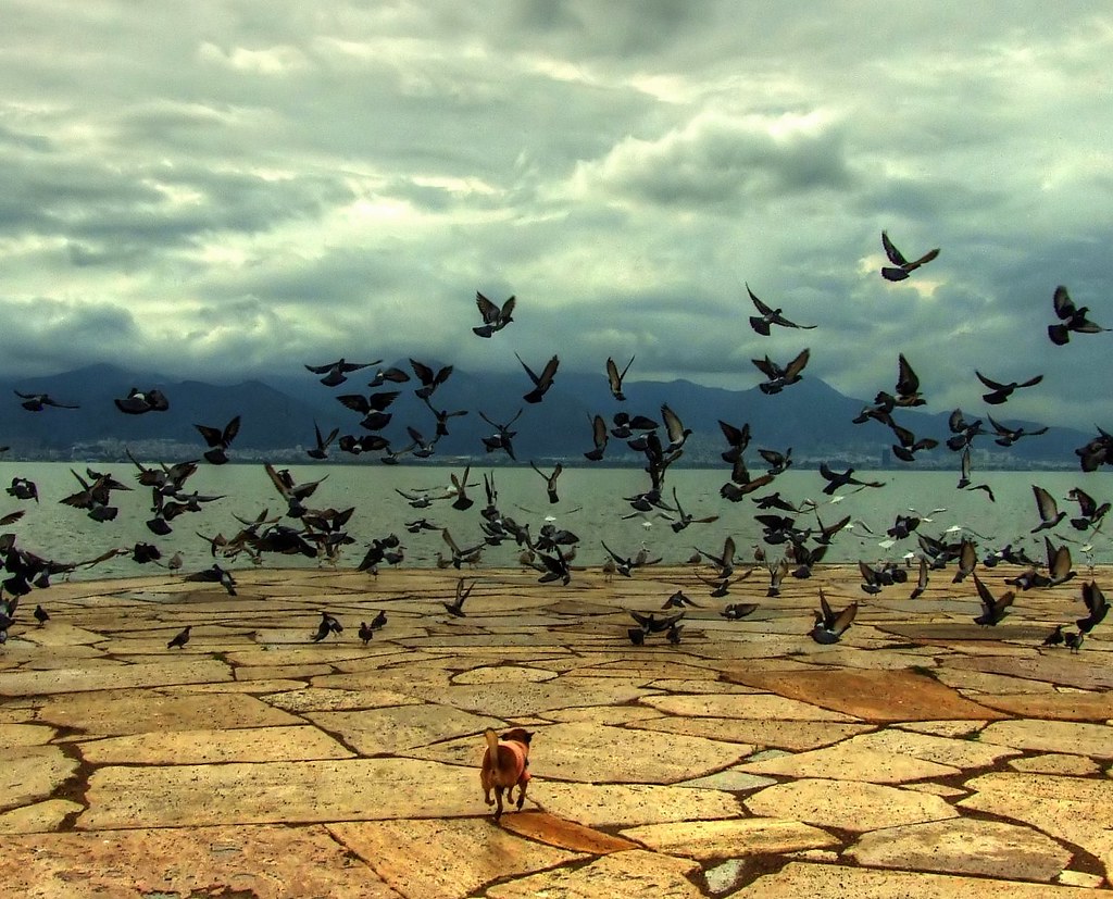 Flock - HD Wallpaper 