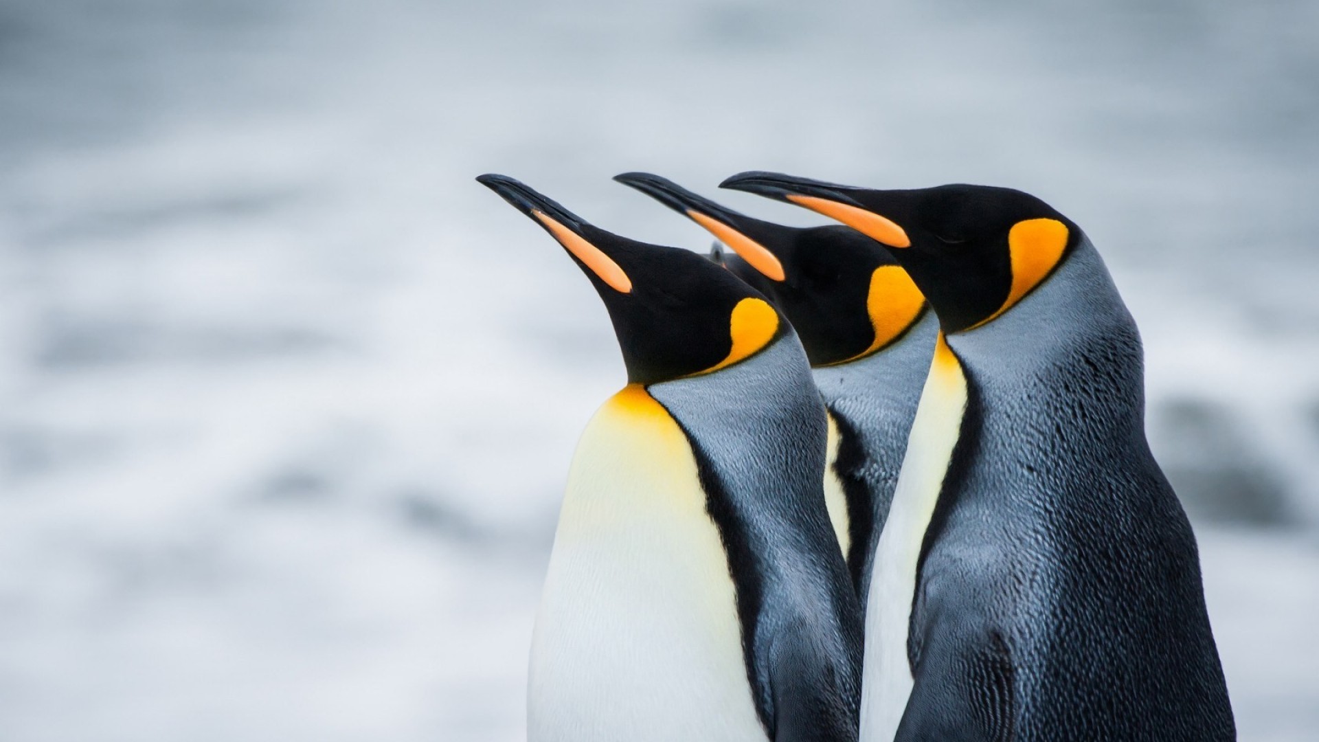 Penguin Wallpapers - Penguin Desktop Wallpaper Hd - HD Wallpaper 