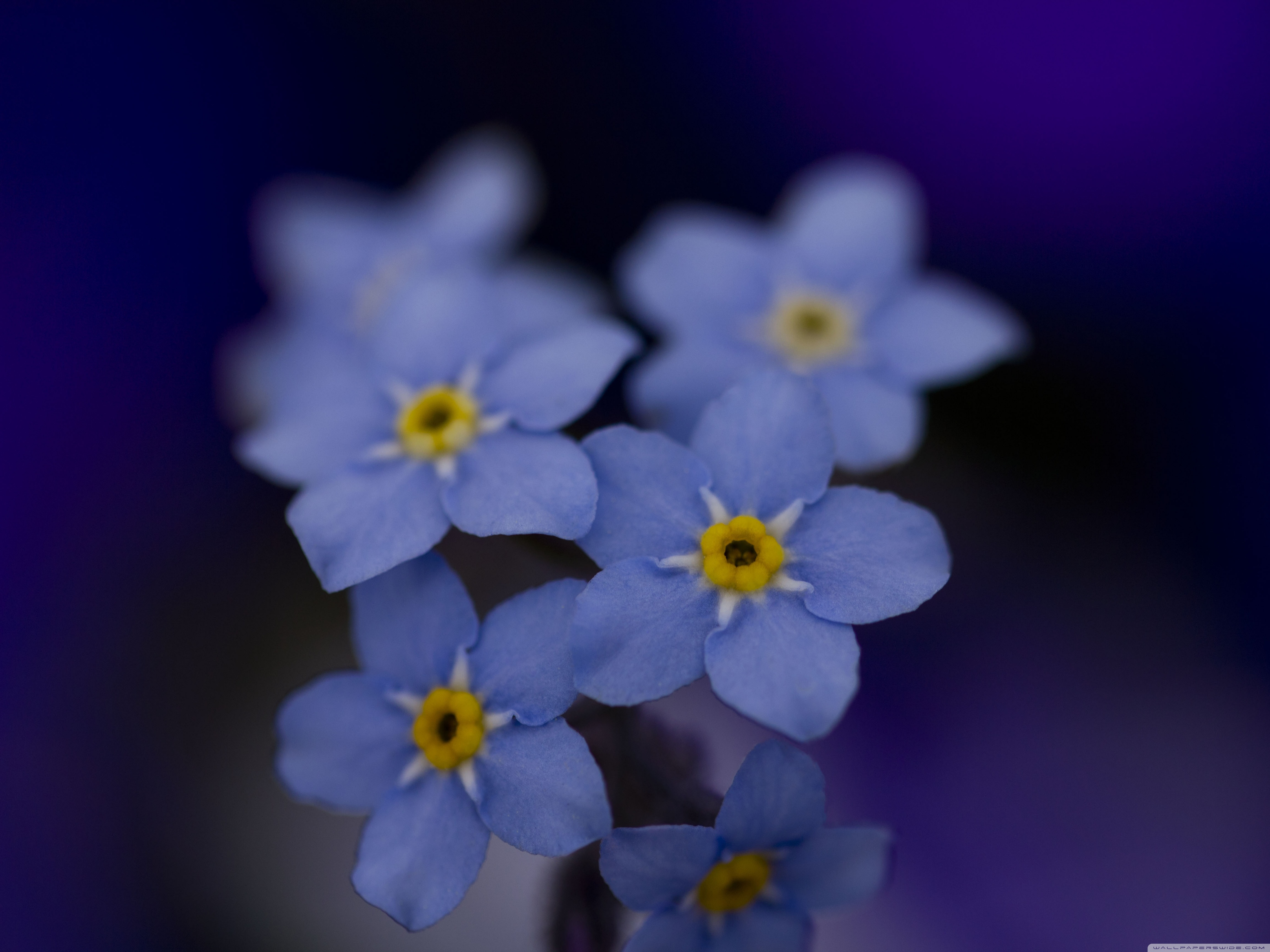 Blue Forget Me Not - Forget Me Not High Resolution - HD Wallpaper 