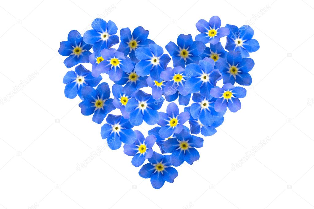 Forget Me Not - Vergeet Mij Nietje Vergeetmenietje - HD Wallpaper 