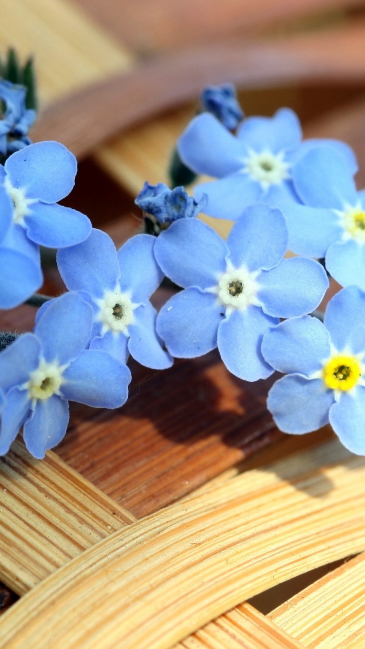 Forget Me Not Iphone - HD Wallpaper 