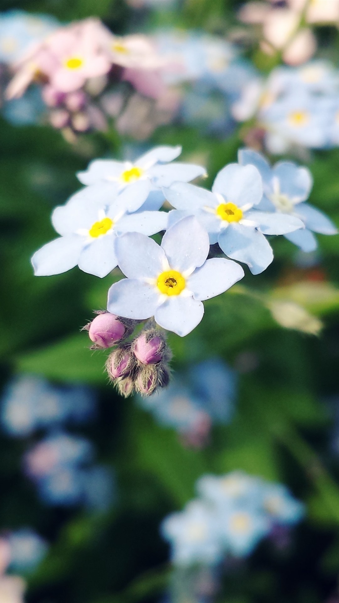 Iphone Wallpaper White Forget Me Not - Iphone Forget Me Not - HD Wallpaper 