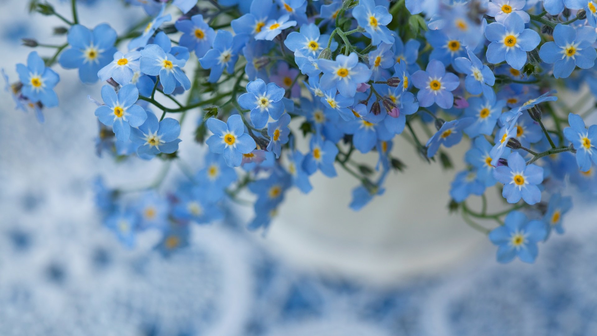 Wallpaper Flowers, Nature, Macro, Background, Forget - Forget Me Not