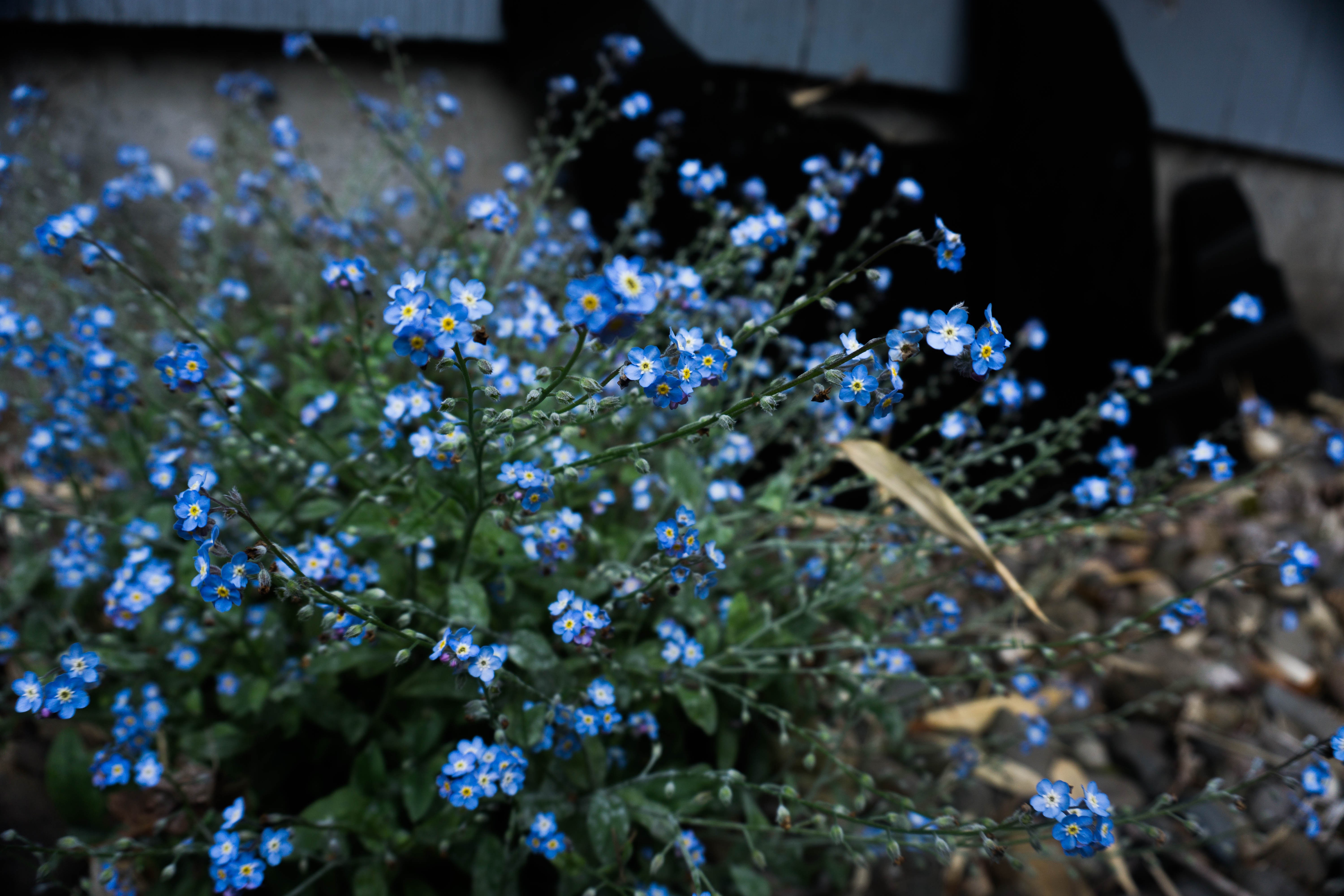 Scorpion Grasses - HD Wallpaper 