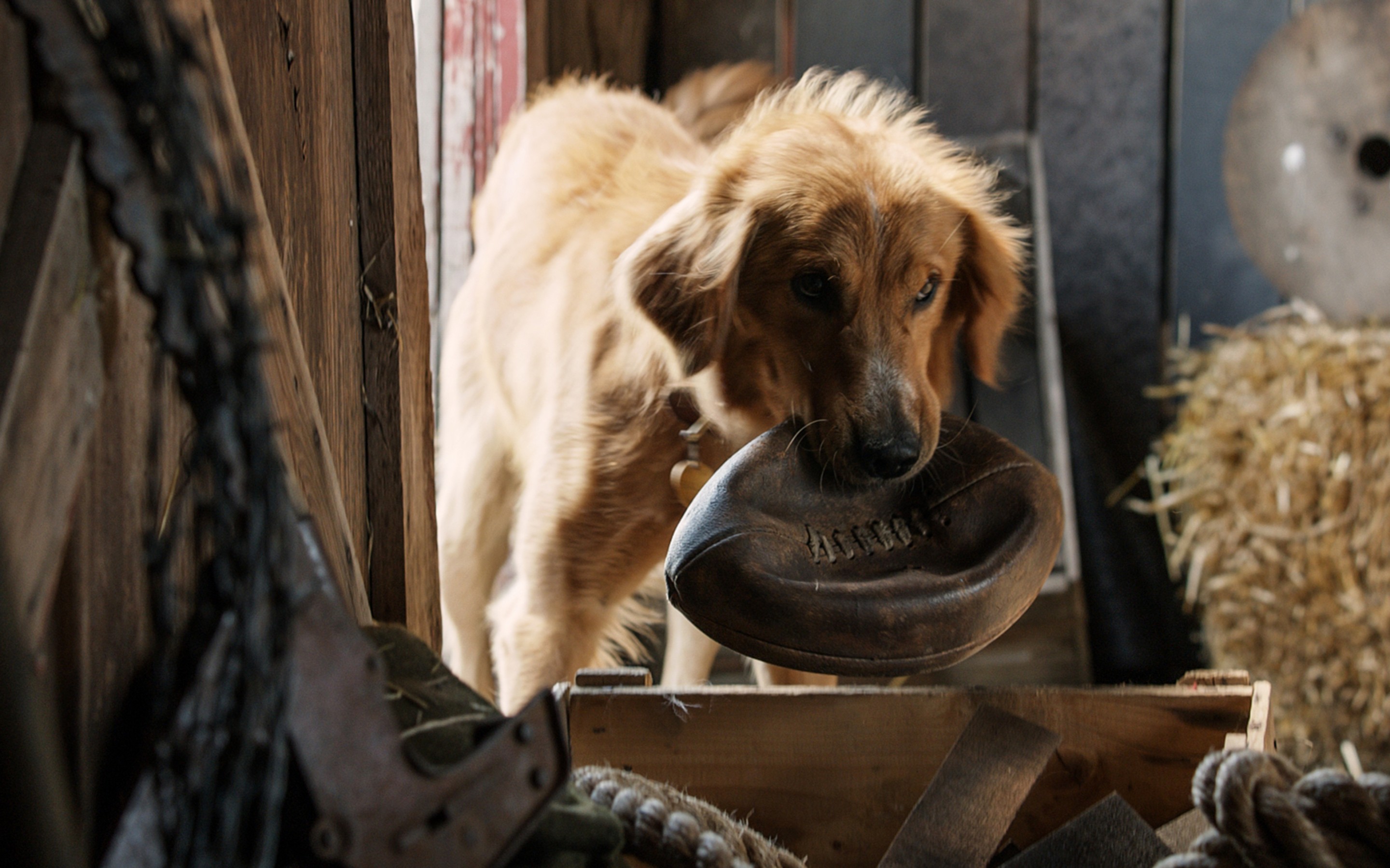 Flip A Dog's Purpose - HD Wallpaper 