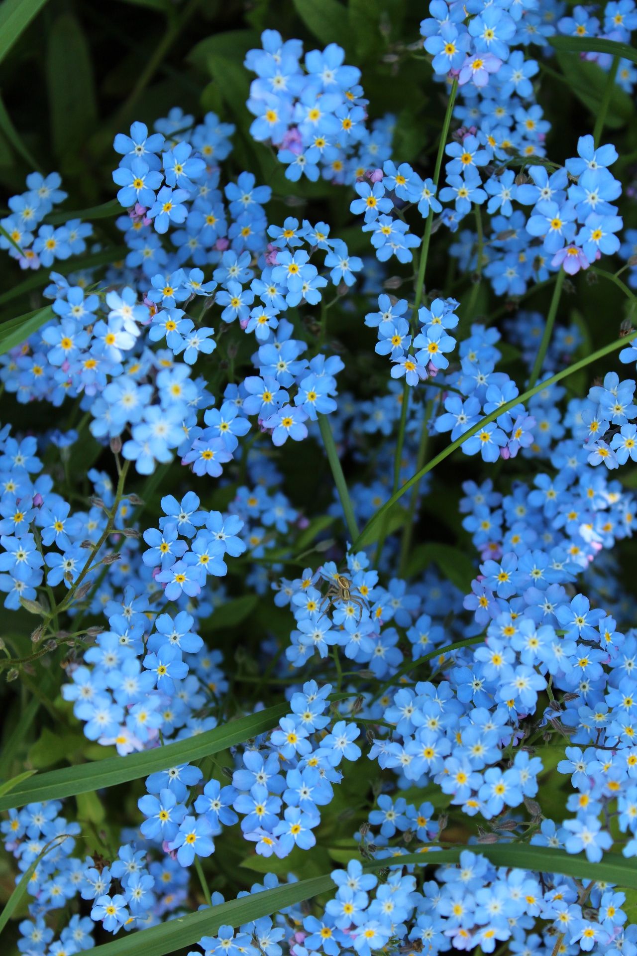 Aesthetic Forget Me Not Flower - HD Wallpaper 