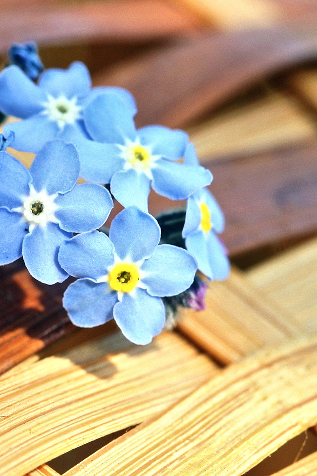 Com Apple Wallpaper Forget Me 2 Iphone4 - Forget Me Not Banner - HD Wallpaper 