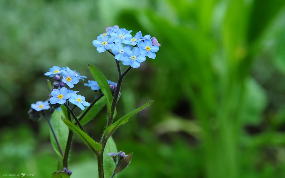 Forget Me Not Flowers Macro Wallpaper,forget Hd Wallpaper,flower - Flower Of Forget Me Not - HD Wallpaper 