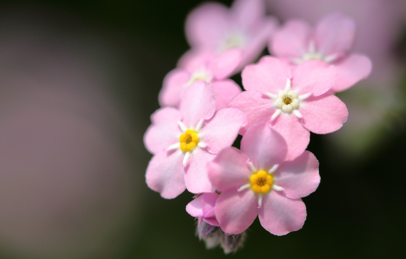 Photo Wallpaper Macro, Background, Pink, Forget Me - Pink Forget Me Not Flower - HD Wallpaper 