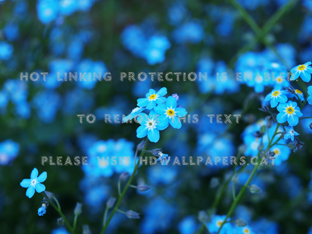 The Flower In Every Forget Me Not Field - French Forget Me Not - HD Wallpaper 