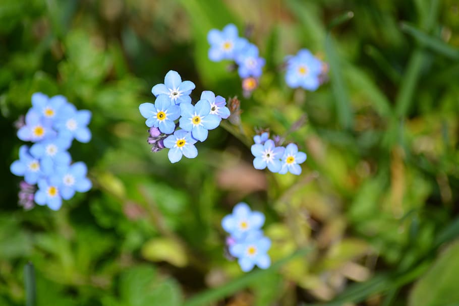 Nature, Plant, Forget Me Not, Garden, Flower, Beauty - HD Wallpaper 